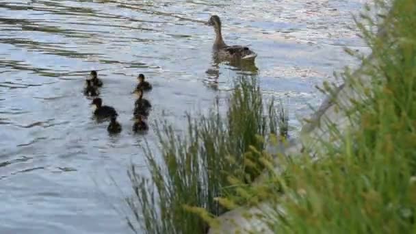 2 en 1 Canard sauvage et canetons naviguant près de la côte 