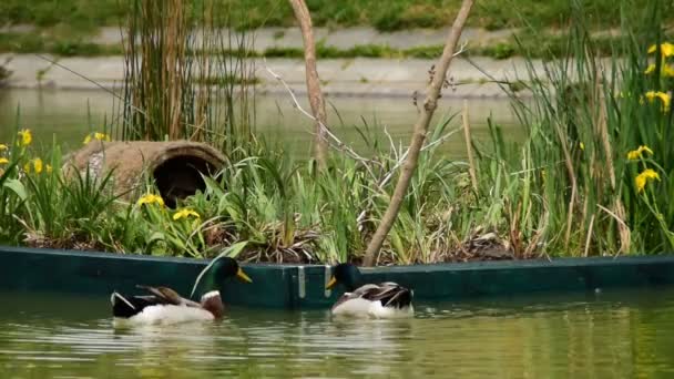 Ducks Floating Island Water — Stock Video