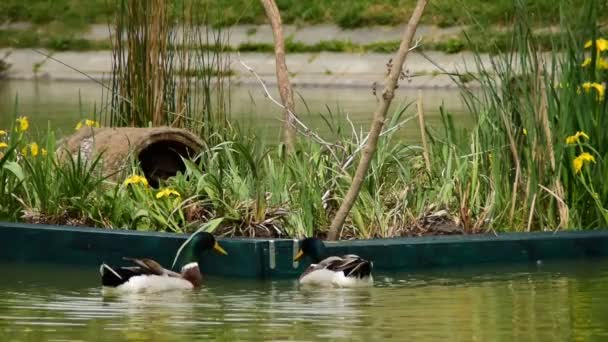 Patos Ilha Flutuante Água — Vídeo de Stock