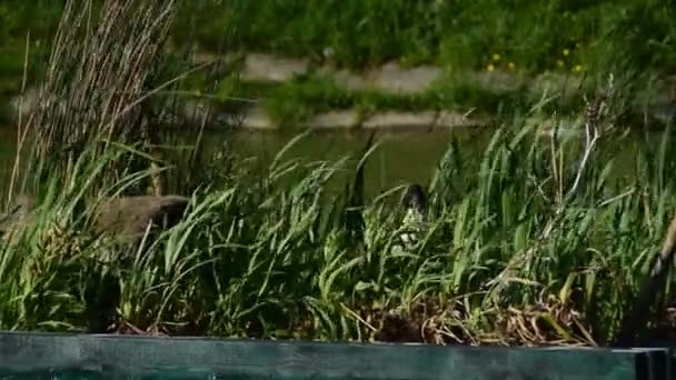 Самцы Самки Утки Подглядывают Травы Плавающего Острова Воде Защищая Гнездо — стоковое видео
