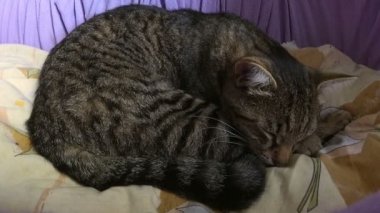kaplan yatakta uyuyan kedi