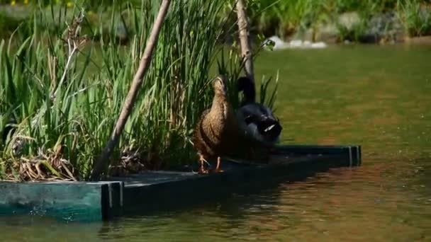 Patos Ilha Flutuante Água — Vídeo de Stock