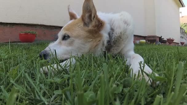 Белая Собака Лежит Зеленой Траве Солнечный День — стоковое видео