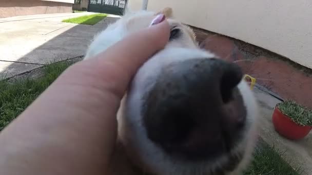 Propietario Mano Acariciando Perro Blanco Sobre Hierba Verde — Vídeo de stock