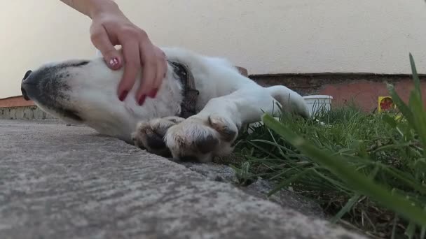 主人手抚摸绿草上的白狗 — 图库视频影像