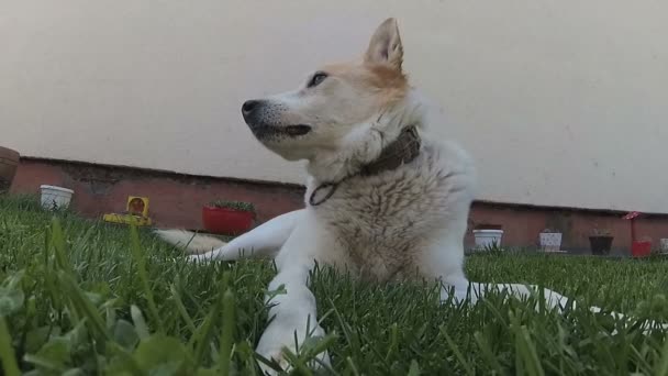 Білий Собака Лежить Зеленій Траві — стокове відео