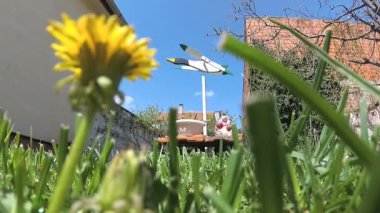 bahar güzel yeşil bahçesinde bir ördek şeklinde karahindiba ve ev yapımı rüzgar göstergeli 