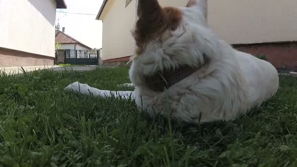 Белая Собака Любит Лежать Зеленой Траве Поворачивается Камере — стоковое видео
