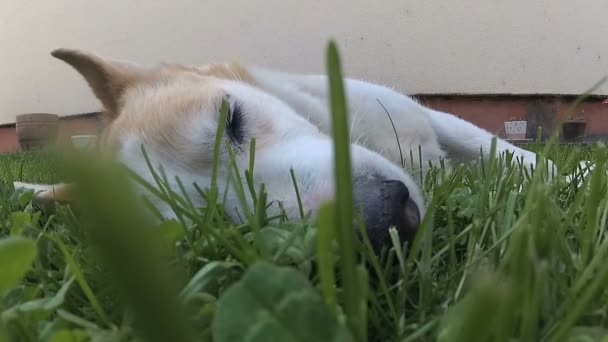 Vit Hund Sover Grönt Gräs — Stockvideo
