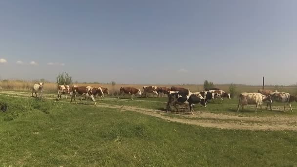 Troupeau de vaches marchant sur la route de campagne 