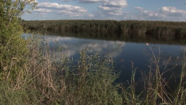 Grüne Natur Rund Den Fluss — Stockvideo