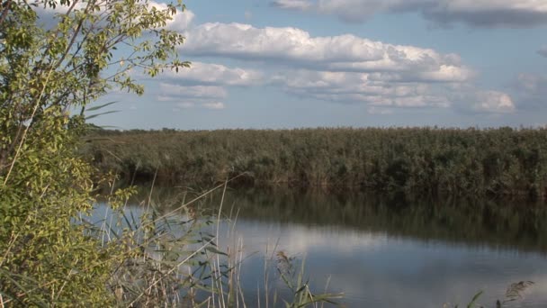 Зеленій Природі Навколо Річки — стокове відео