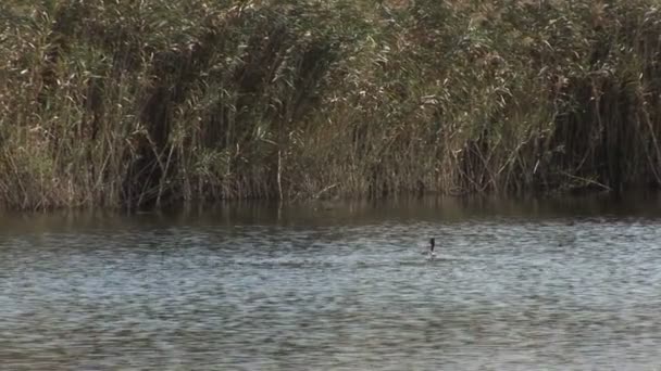 Futen Zwemmen Rivier Omgeven Door Groene Reed — Stockvideo