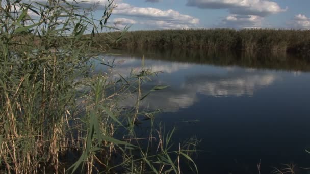 河流周围的绿色自然 — 图库视频影像
