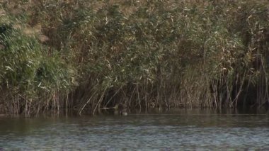 Yeşil reed tarafından çevrili nehirde yüzmek dalgıç