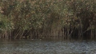 Yeşil reed tarafından çevrili nehirde yüzmek dalgıç