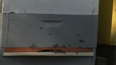 arı ve arı kovanı mera üzerinde satır