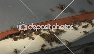 2 in 1 arı ve arı kovanı mera üzerinde satır