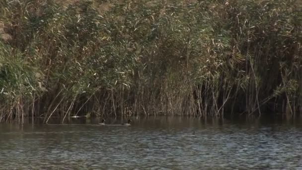Grebes Nadando Río Rodeado Caña Verde — Vídeos de Stock