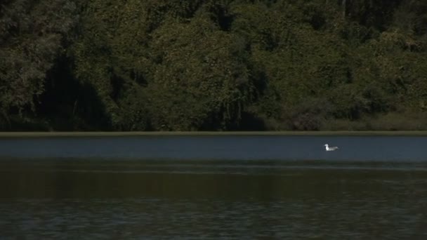 Een Zeemeeuw Een Rivier Omgeven Door Bossen — Stockvideo