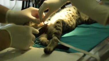 a hayvan hastalıklarıyla ilgili bir erkek kedi castrates