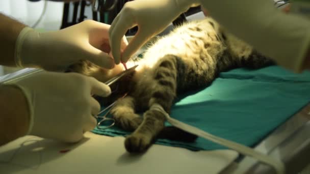 Seorang Dokter Hewan Mengebiri Kucing Jantan — Stok Video