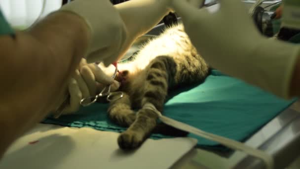 Veterinär Snöper Hane Katt — Stockvideo