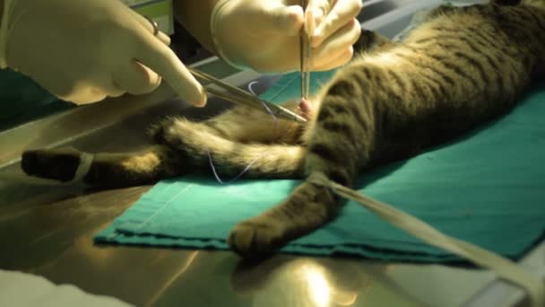 Ветеринар Стерилизовал Кошку Мужчину Кастрацию Кошки — стоковое видео