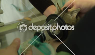 hayvan cerrahi, anestezi devresi set nefes ile kedi