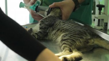 hasta bir kedi ise bir veteriner veteriner bir masada yatıyor ve hemşireler tedavi yapıyoruz