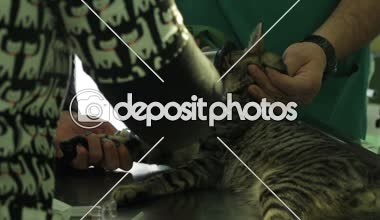 hasta bir kedi ise bir veteriner veteriner bir masada yatıyor ve hemşireler tedavi yapıyoruz