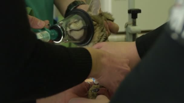 Sick Cat Lying Veterinary Table While Veterinarian Nurses Doing Treatment — Stock Video