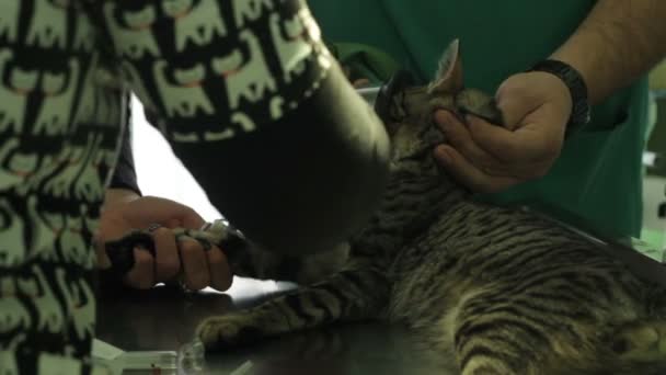 Sick Cat Lying Veterinary Table While Veterinarian Nurses Doing Treatment — Stock Video