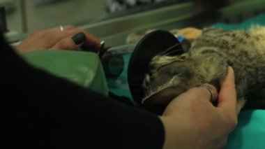 kedi masada bir veteriner çalışır iken anestezi altında