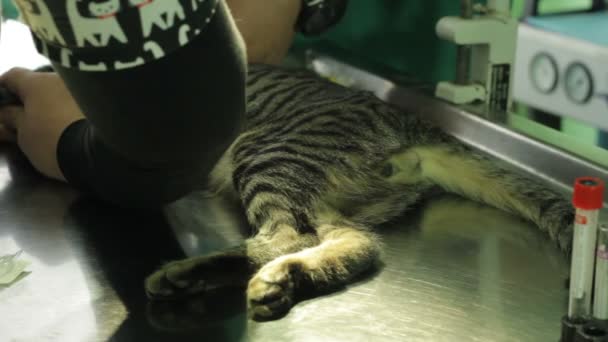 彼の周りの看護師と獣医師のテーブルの上に横たわるオス猫 — ストック動画