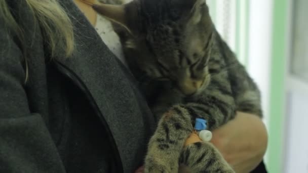 在兽医 猫在主人的手中舔他的爪子 — 图库视频影像