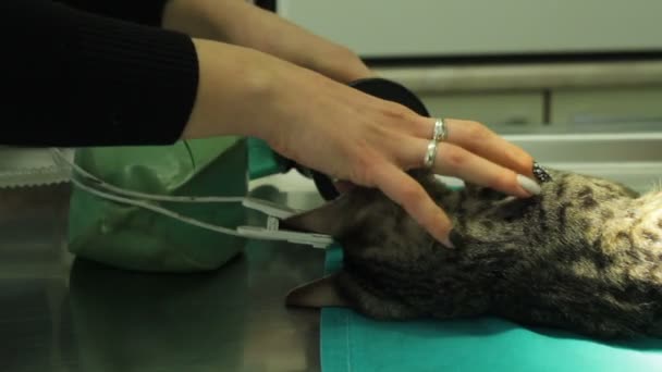 手術前に麻酔のマスクが付いている猫の耳上のクリップします — ストック動画