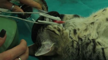 Ameliyat sırasında anestezi maskesi olan kedinin dil üzerinde klip 