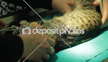 Ameliyat sırasında anestezi maskesi olan kedinin dil üzerinde klip 