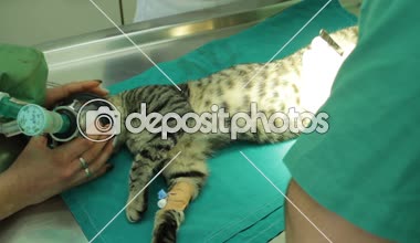 hayvan cerrahi, anestezi devresi set nefes ile kedi