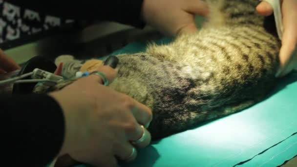 Clip Sur Langue Chat Avec Masque Anesthésique Pendant Chirurgie — Video