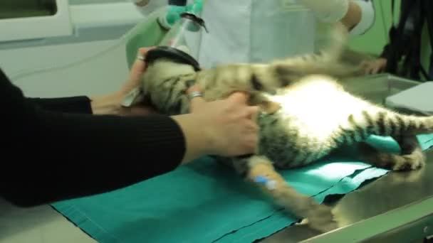 Die Katze Dreht Sich Auf Dem Operationstisch Während Sie Unter — Stockvideo