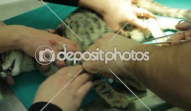 introcan kedi patisi ameliyattan sonra ayıklanıyor. 