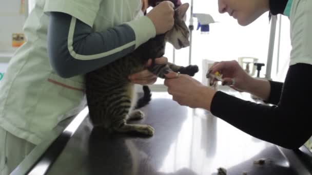 Bang Agressieve Kat Veterinaire Kliniek — Stockvideo