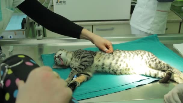Katze Wird Nach Operation Eingespritzt — Stockvideo