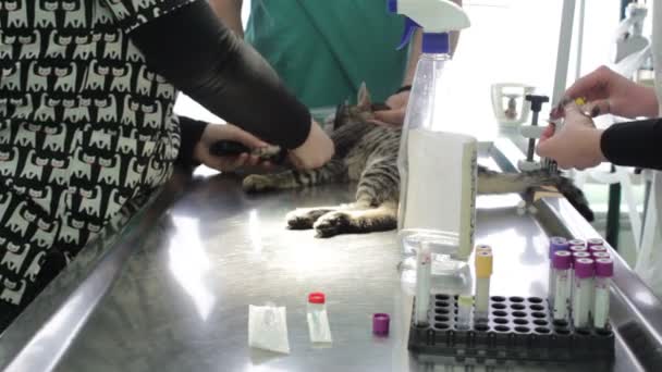 Gato Doente Está Deitado Uma Mesa Veterinária Enquanto Veterinário Enfermeiros — Vídeo de Stock