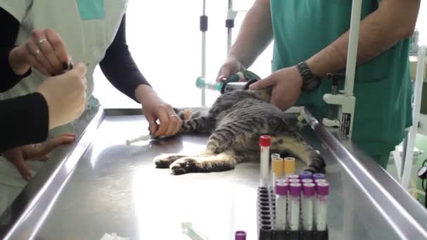 Sick Cat Lying Veterinary Table While Veterinarian Nurses Doing Treatment — Stock Video