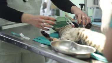 hayvan cerrahi, anestezi devresi set nefes ile kedi
