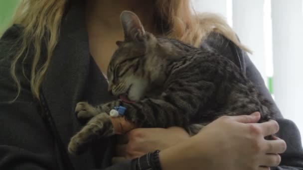 Bij Dierenartsen Kat Handen Van Eigenaar Zijn Poot Likken — Stockvideo