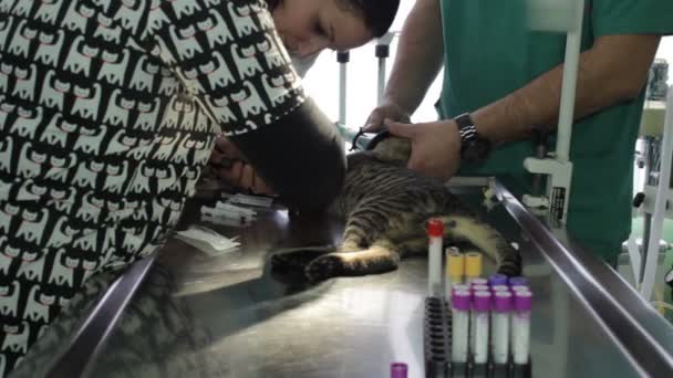 Gato Enfermo Está Acostado Una Mesa Veterinaria Mientras Veterinario Enfermeras — Vídeo de stock